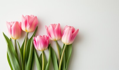 Fototapeta premium Sleek White Background Accentuating a Bouquet of Pink-Edged White Tulips for Mother's Day 