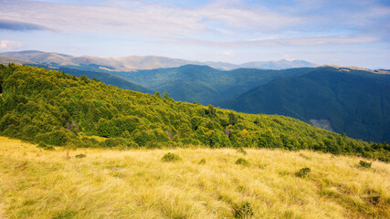 carpathian mountain landscape in summer. forested hills and grassy alpine meadows. ukrainian highland scenery on a sunny afternoon