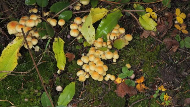 The mushroom picker's hand picks up a pine branch, and under it there are many forest mushrooms growing on the ground covered with moss. Autumn harvest of mushrooms in the forest