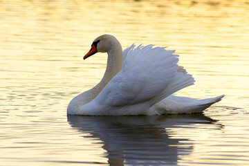 beautiful white swan at dawn