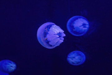 Naklejka na ściany i meble The Jelly fish in the water in aquarium. Colorful Jellyfish underwater. Jellyfish moving in water.