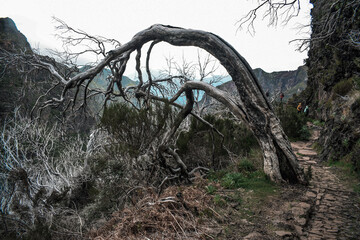 Spalone drzewo w górach Madery