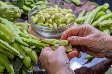 Hands of a person shelling beans