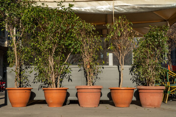 Various ficus plants in clay pots. Green summer terrace of a restaurant or cafe concept.