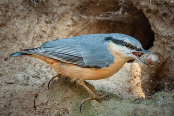 Kleiber mit Nuss im Schnabel