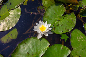 European white water lily flower, water lilies among the leaves, Nymphaea alba