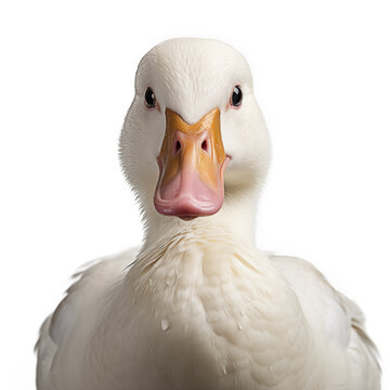 duck looking at the camera close up on a white isolated background.