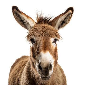 donkey looking at the camera close up on a white isolated background.