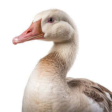 goose in profile on white isolated background