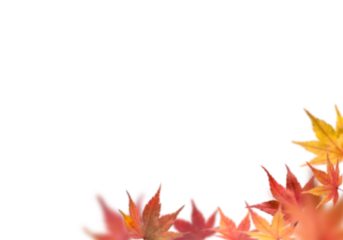 Japanese maples falling leaves png overly on white background
