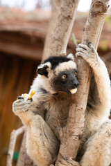 Verreaux's sifaka Madagascar. White sifaka with dark head.