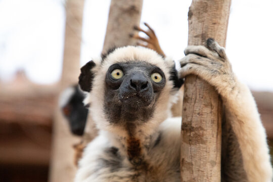 Verreaux's sifaka Madagascar. White sifaka with dark head.