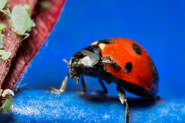 macro 5x image ladybug destroying eats green aphids close up