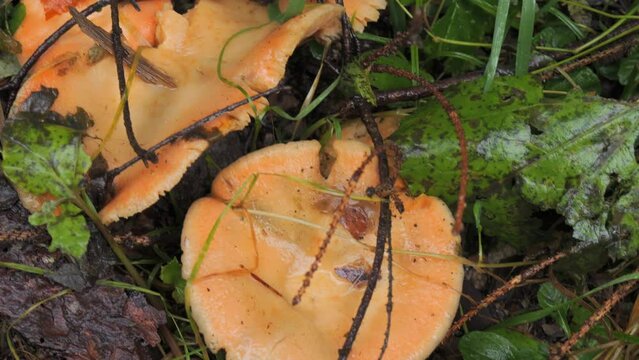 Many forest mushrooms that grow on the ground covered with moss. Autumn harvest of mushrooms in the forest