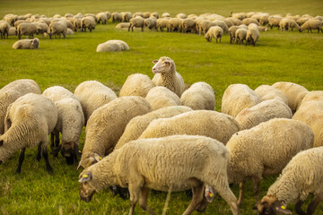 Sheeps in a meadow on green grass