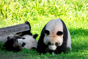 Fototapeta premium cheerful playing pandas on green lawn