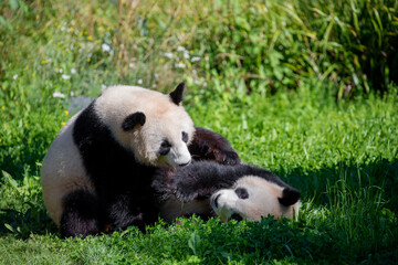 cheerful playing pandas on green lawn