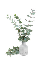 Green eucalyptus leaves in a vase isolated on a white background. Aromatherapy.Beautiful eucalyptus branches in vase. Bouquet. Place for text, copy space, mockup