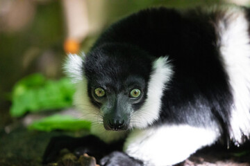 Black and white Ruffed Lemur closeup