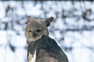 harpy eagle (American harpy eagle, Harpia harpyja)