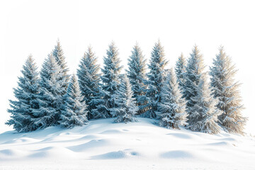 Fototapeta premium Snow-covered Pine Trees in a Winter Landscape Isolated on White Background. Realistic Snowy Pines For Winter Season