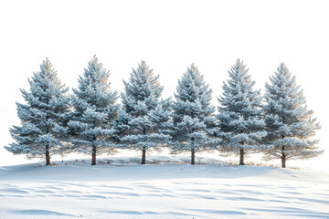 Obraz premium Snow-covered Pine Trees in a Winter Landscape Isolated on White Background. Realistic Snowy Pines For Winter Season