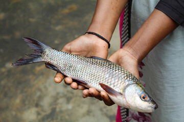 Holding a fish on hand close-up view 
