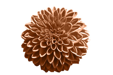 One blooming of peach fuzz colored dahlia flower. Close-up. Element of design.