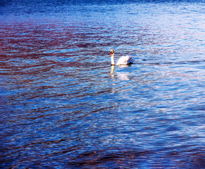 Fototapeta na wymiar A white mute swan swims on the Austrian lake Traunsee in January.