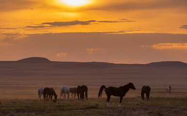 Wild Horses in the Utah Desert at Sunset