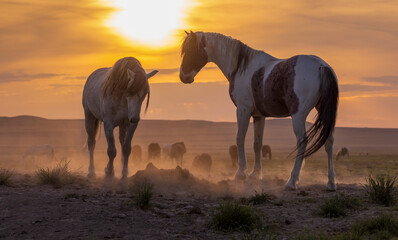 Wild Horses in the Utah Desert at Sunset