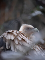 Eurasian griffon vulture