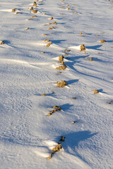 pieces of soil stick out from under the snow in winter
