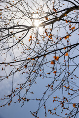 spring park with birch trees with the first red foliage