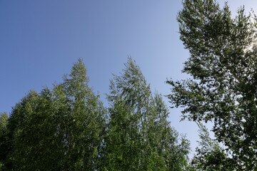 birch trees in summer in sunny weather