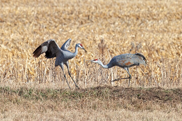 Sandhill Cranes Fighting in a Cornfield