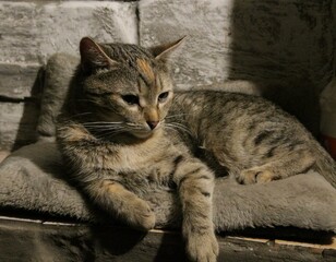 Gray cat lies on a pillow at home