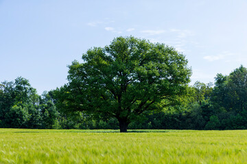 Fototapeta na wymiar a lonely oak with green foliage in the summer