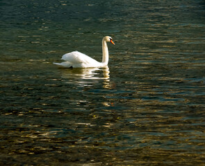 A white mute swan swims on the Austrian lake Traunsee in January.