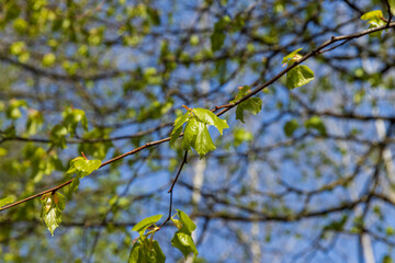 spring park with birch trees with the first green foliage
