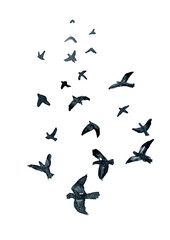 Flying flock of pigeons, sketch. Hand drawn watercolor illustration isolated on white background 