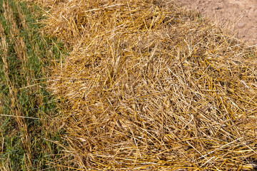 A field with cereals in the summer