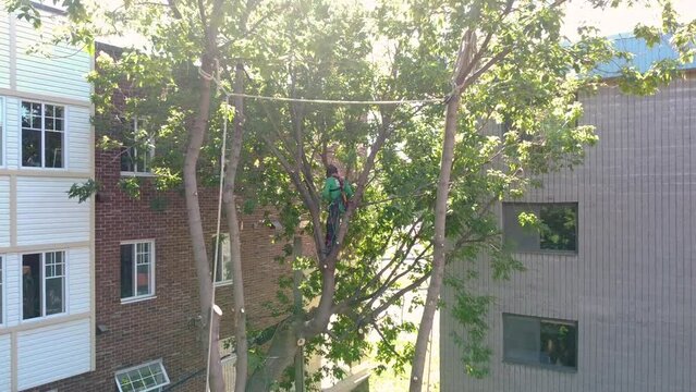 Lumberjack logger worker in protective gear cutting firewood timber tree in city with chainsaw