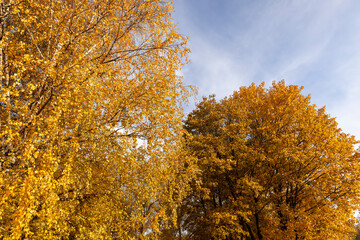 multicolored yellowing maple foliage during leaf fall
