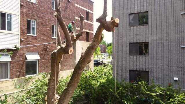 Lumberjack logger worker in protective gear cutting firewood timber tree in city with chainsaw