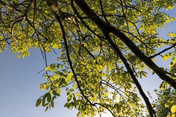 yellow-green walnut foliage in a fruit garden