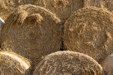 wheat straw collected in stacks after grain harvest