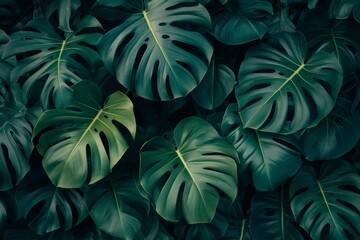 The Nature And Origins Of Lush Dark Green Tropical Leaves