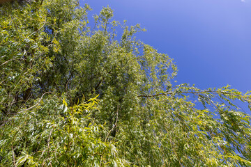 a willow tree in sunny weather against a blue sky background