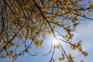different types of trees in the park in sunny weather